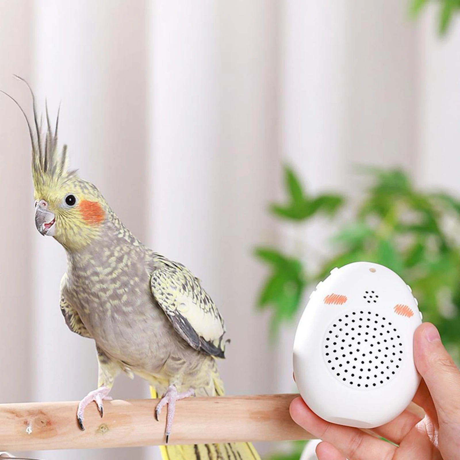 Bird Learning Machine Portable Teach Talking Singing Parrot Toy Bird Toy Parrot Talking Coach for African Grey Cockatiel Mynah