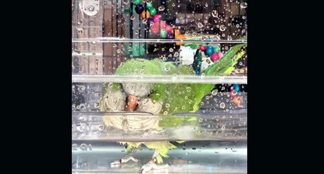 Colorday Large Fully Transparent Bird Bath for Cage, Parrot Shower for Birds Bathtub Swimming Pool Box Supplies Accessories