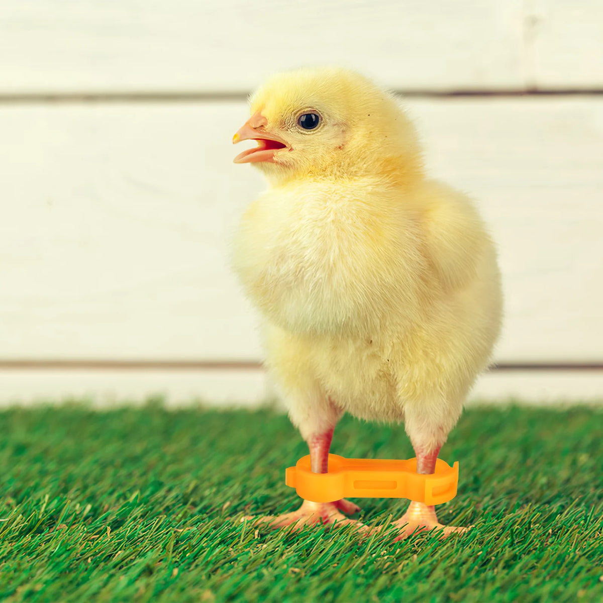 12Pcs Chick Leg Stabilizer Bird Corrector Chicken Leg Band Ring Supplies For Your Chickens Brace Pet Pvc Bands Foot Birds Baby