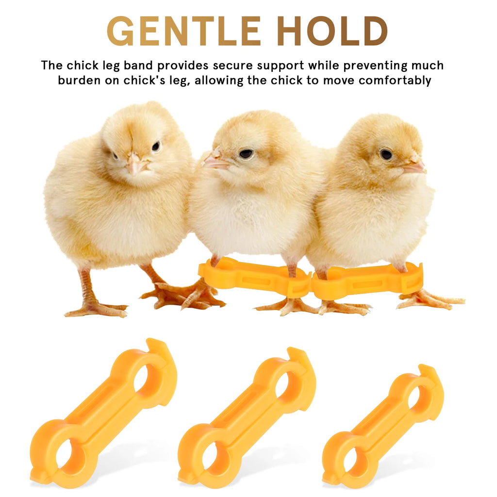 12Pcs Chick Leg Stabilizer Bird Corrector Chicken Leg Band Ring Supplies For Your Chickens Brace Pet Pvc Bands Foot Birds Baby