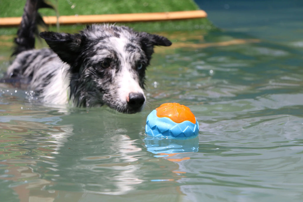 Floating Water Toy, Bite-Resistant Pet Ball for Dog Training, Dog Throwing Disc, Interactive Toy for Large