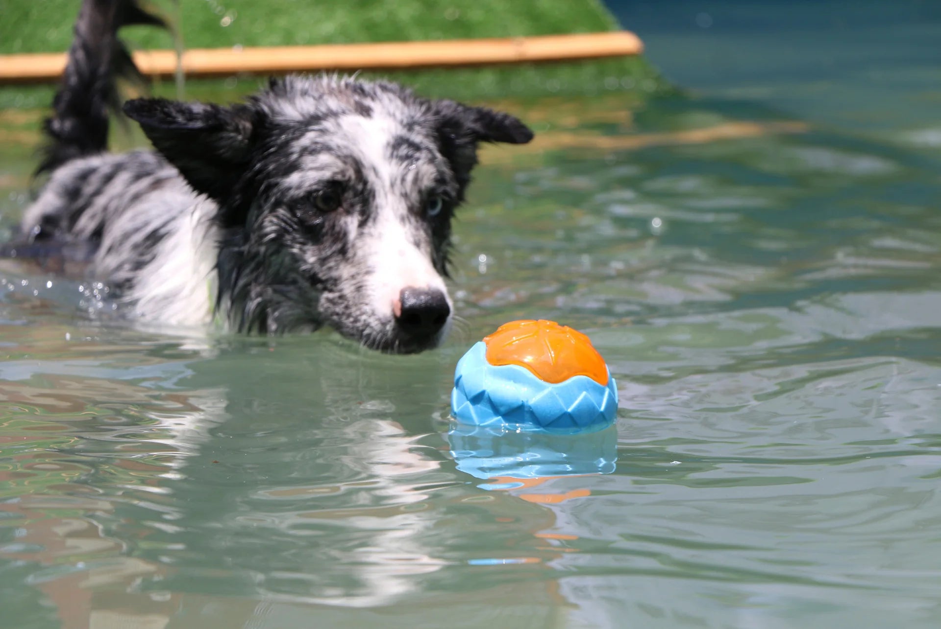 Floating Water Toy, Bite-Resistant Pet Ball for Dog Training, Dog Throwing Disc, Interactive Toy for Large
