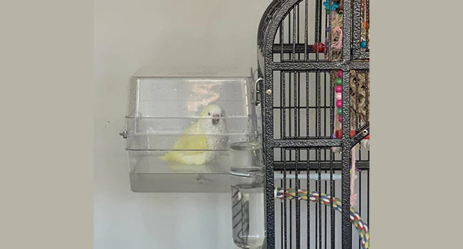 Colorday Large Fully Transparent Bird Bath for Cage, Parrot Shower for Birds Bathtub Swimming Pool Box Supplies Accessories