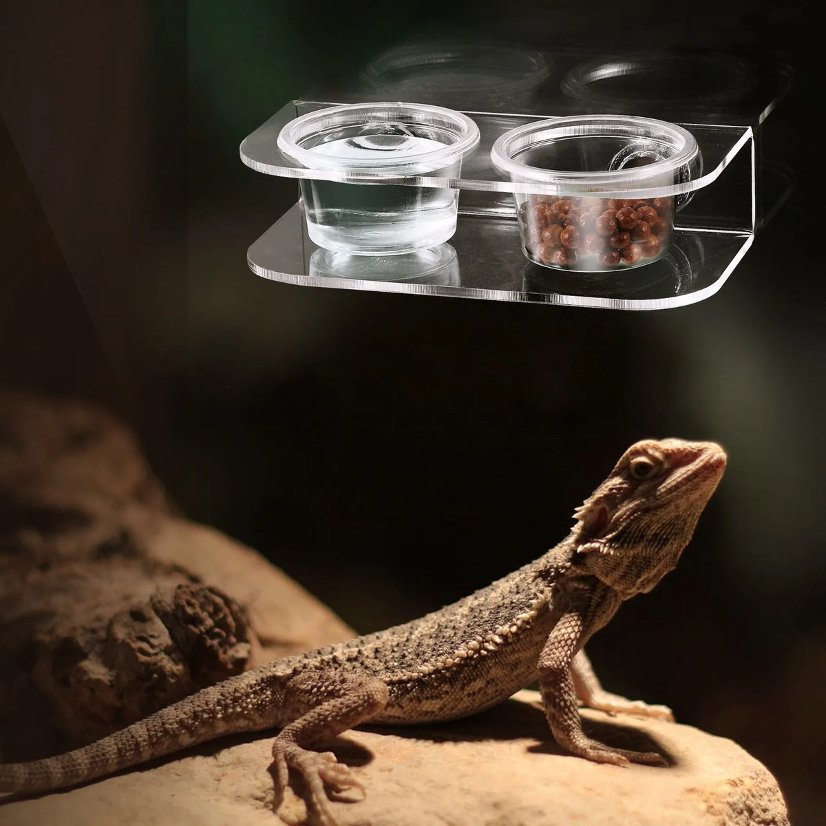 10 Reptile Feeding Cups Gecko Food Bowl Magnetic Pet Dishes Water Tank Supplies Easy Clean Durable Acrylic Small Animals Pet