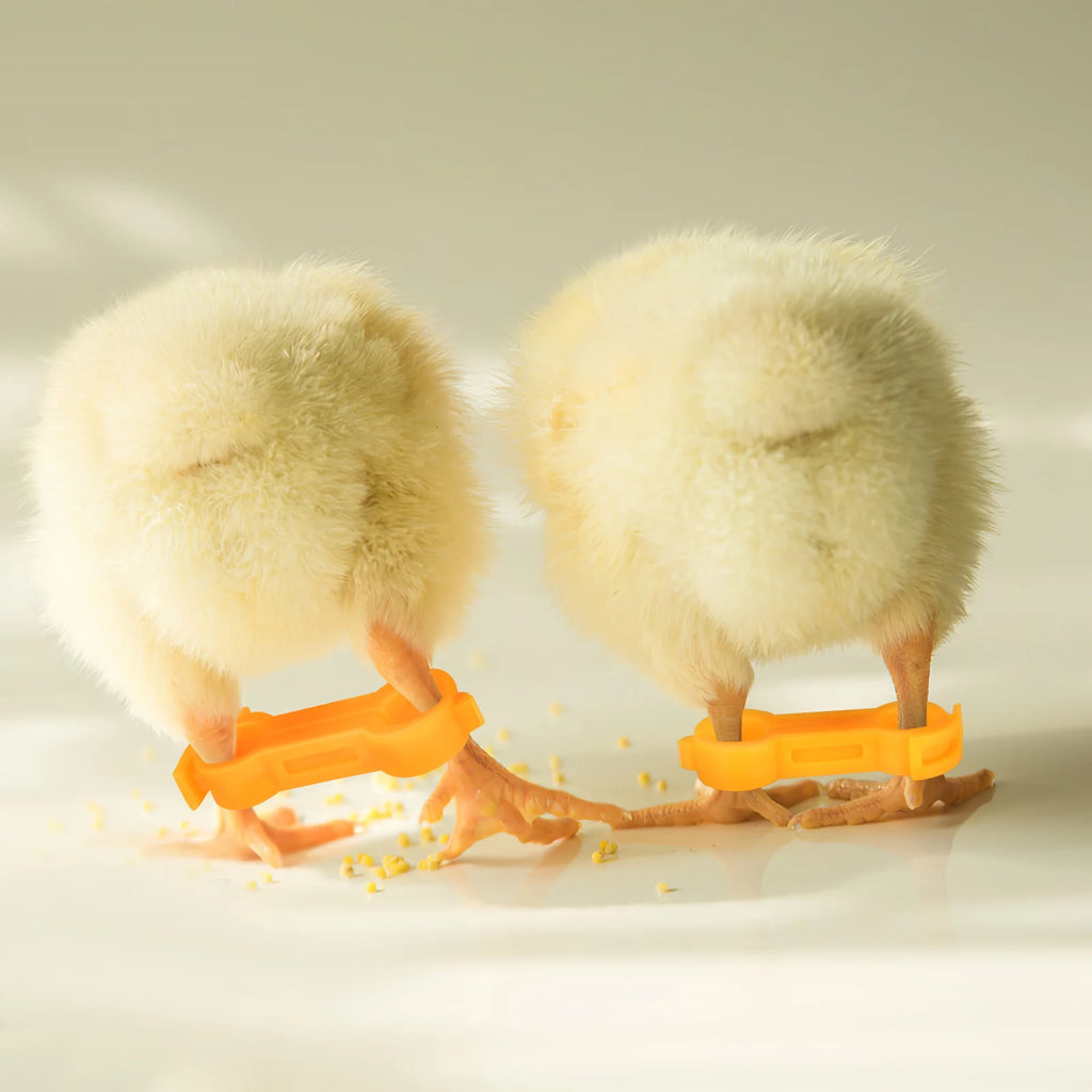 12Pcs Chick Leg Stabilizer Bird Corrector Chicken Leg Band Ring Supplies For Your Chickens Brace Pet Pvc Bands Foot Birds Baby